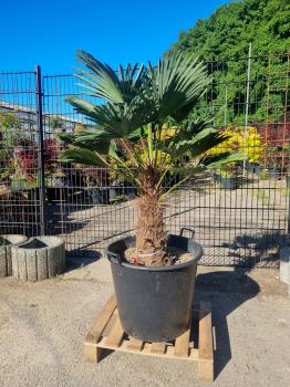 Hanfpalme-Trachycarpus-Wagnerianus-211
